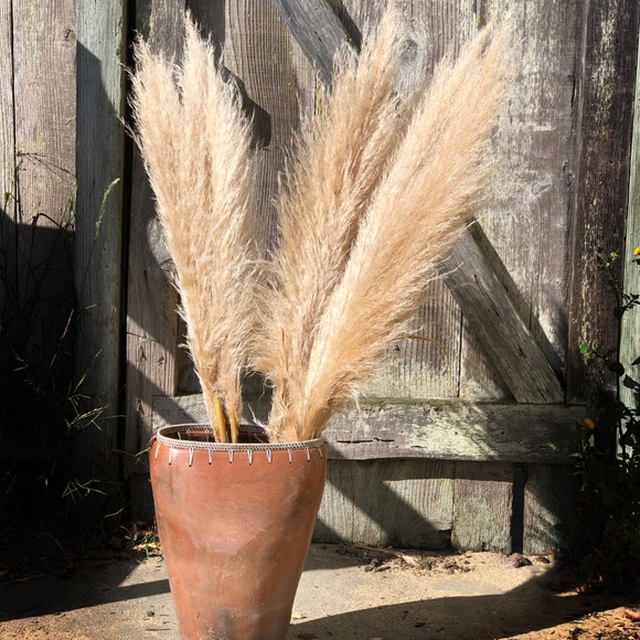 Pampas grass (3 ct) 36 inches - Picture 1 of 1